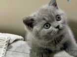 Reinrassige Britisch Kurzhaar-Kätzchen. - фото 3