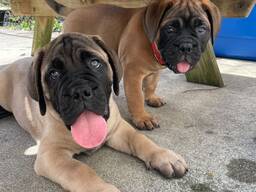 Reinrassige Bullmastiff-Welpen zu verkaufen.