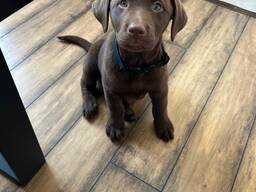 Reinrassige Labrador Retriever – exzellente Blutlinien