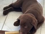 Reinrassige Labrador Retriever – exzellente Blutlinien - фото 1