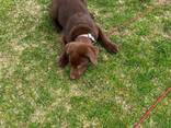 Reinrassige Labrador Retriever – exzellente Blutlinien - фото 2