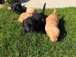 Reinrassige Labrador-Welpen suchen ein neues Zuhause. - фото 1