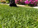 Reinrassige Labrador-Welpen suchen ein neues Zuhause. - фото 2