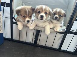 Pembroke corgi puppy's