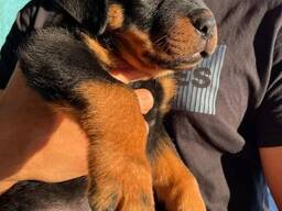 Reinrassige Rottweilerwelpen ab sofort verfügbar:
