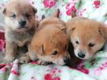 Reinrassige Shiba - Inu Welpen - фото 1