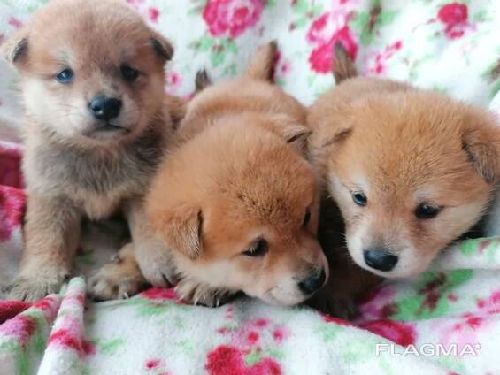 Reinrassige Shiba - Inu Welpen