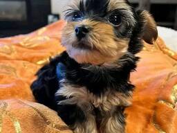 Йоркширского терьера на продажу.