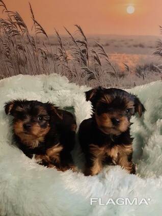 Reinrassige Yorkshire Terrier Welpen
