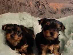 Reinrassige Yorkshire Terrier Welpen