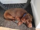 Reinrassiger Schokoladenlabradorwelpe sucht ein neues Zuhause - фото 2