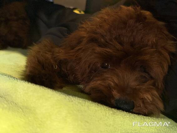 Reinrassiger Toy Pudel Welpe große Liebe!