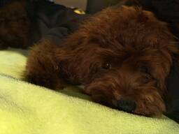 Reinrassiger Toy Pudel Welpe große Liebe!