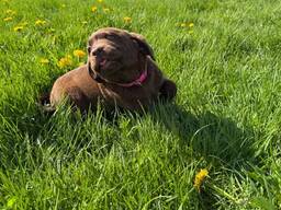 Schokoladenbraune Labrador Retriever Welpen