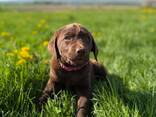 Schokoladenbraune Labrador Retriever Welpen - фото 2