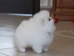 Pomeranian-Welpen aus Spzit zu verkaufen