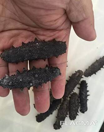 Sea Cucumber