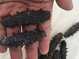 Sea Cucumber