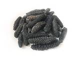Sea Cucumber - фото 2