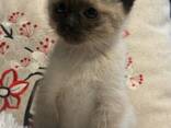 Sealpoint-Siamees-kitten - фото 1