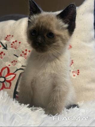 Sealpoint-Siamees-kitten