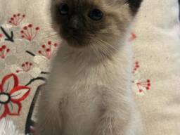 Sealpoint-Siamees-kitten
