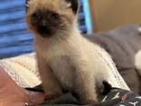 Sealpoint-Siamees-kitten - фото 3