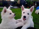 Щенки - фото 3