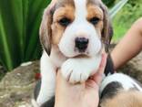 Beagle-Welpen wachsen in einem liebevollen Familienhaushalt auf. - фото 5