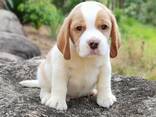 Beagle-Welpen wachsen in einem liebevollen Familienhaushalt auf. - фото 6