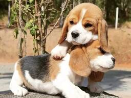 Очаровательные щенки бигля