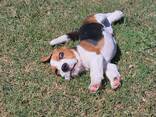 Прекрасные щенки бигля - фото 1