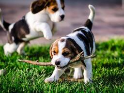 Щенки бигля, социализированные