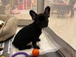 Французского бульдога - photo 3