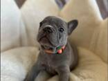 Щенки французского бульдога - фото 2