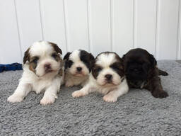 Shih-Tzu-Welpenjjjj