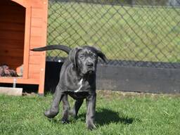 Cane Corso Welpen, blau