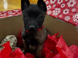 Щенки малинуа с родословной FCI.