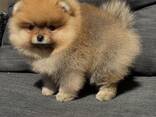 Pomeranian-Welpen suchen ein neues Zuhause - фото 2
