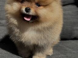 Pomeranian-Welpen suchen ein neues Zuhause