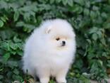 Wunderschöne Szpic Pomeranian-Welpen - фото 3
