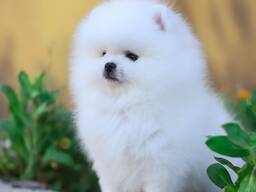 Wunderschöne Szpic Pomeranian-Welpen