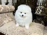 Pomeranian-Welpen - фото 3