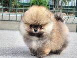 Щенки померанского шпица доступны для покупки - фото 3