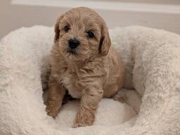 Щенки породы Супер Мальтипу на продажу