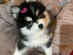 Щенки сибирской хуки, мальчики и девочки