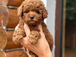 Продаются очаровательные щенки той-пуделя