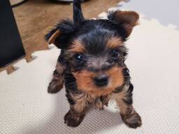 Yorkshire-Terrier-Welpen abzugeben.