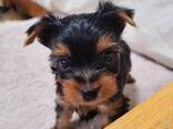 Yorkshire-Terrier-Welpen abzugeben. - фото 1
