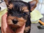 Yorkshire-Terrier-Welpen abzugeben. - фото 3